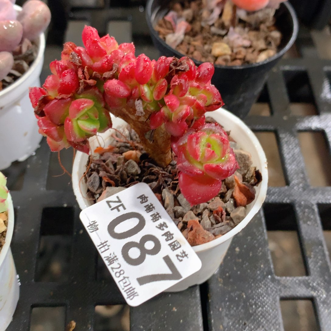 肉萌萌拇指盆精控多肉ZF087