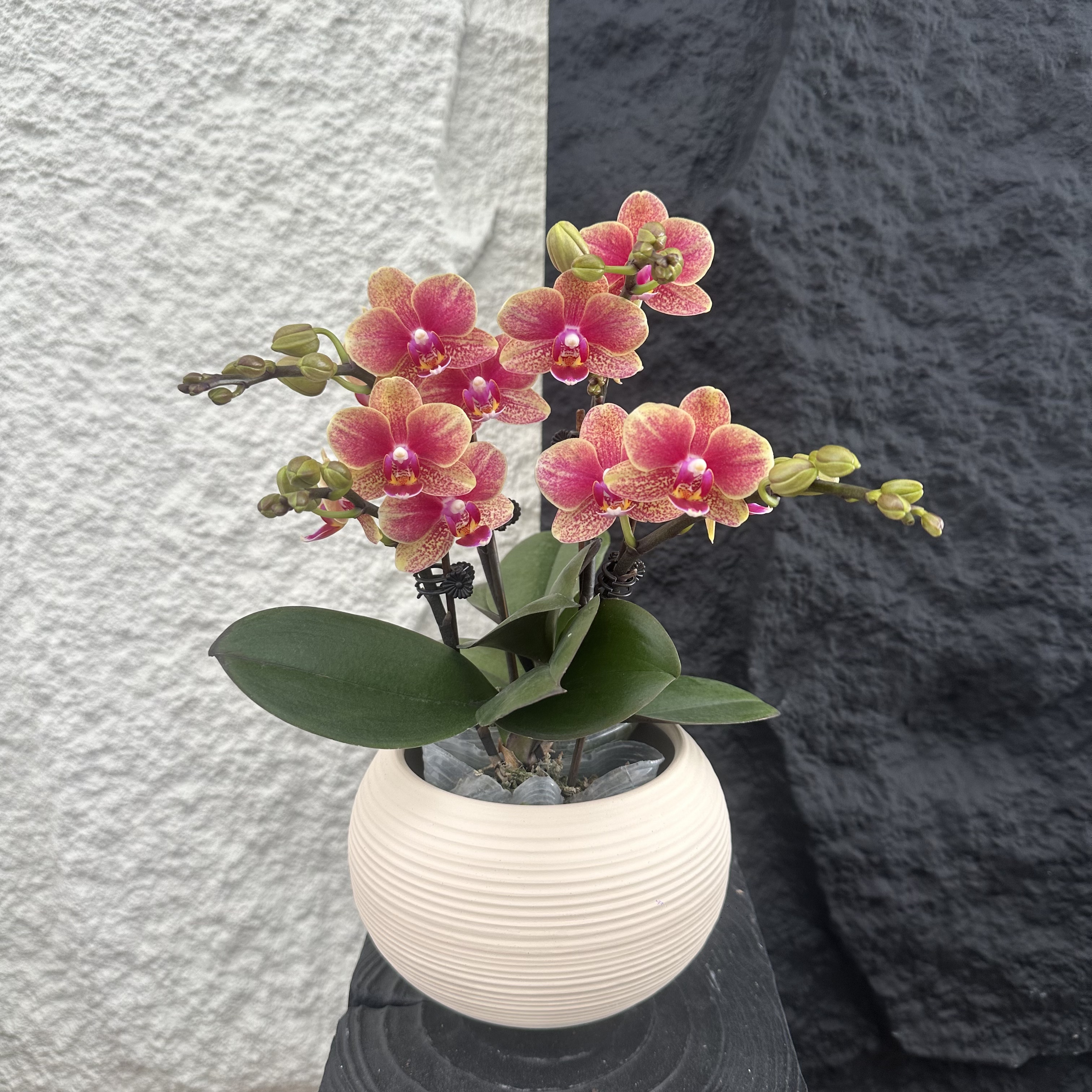 简馨优选【金蝶】蝴蝶兰花卉 易养花期久2-4