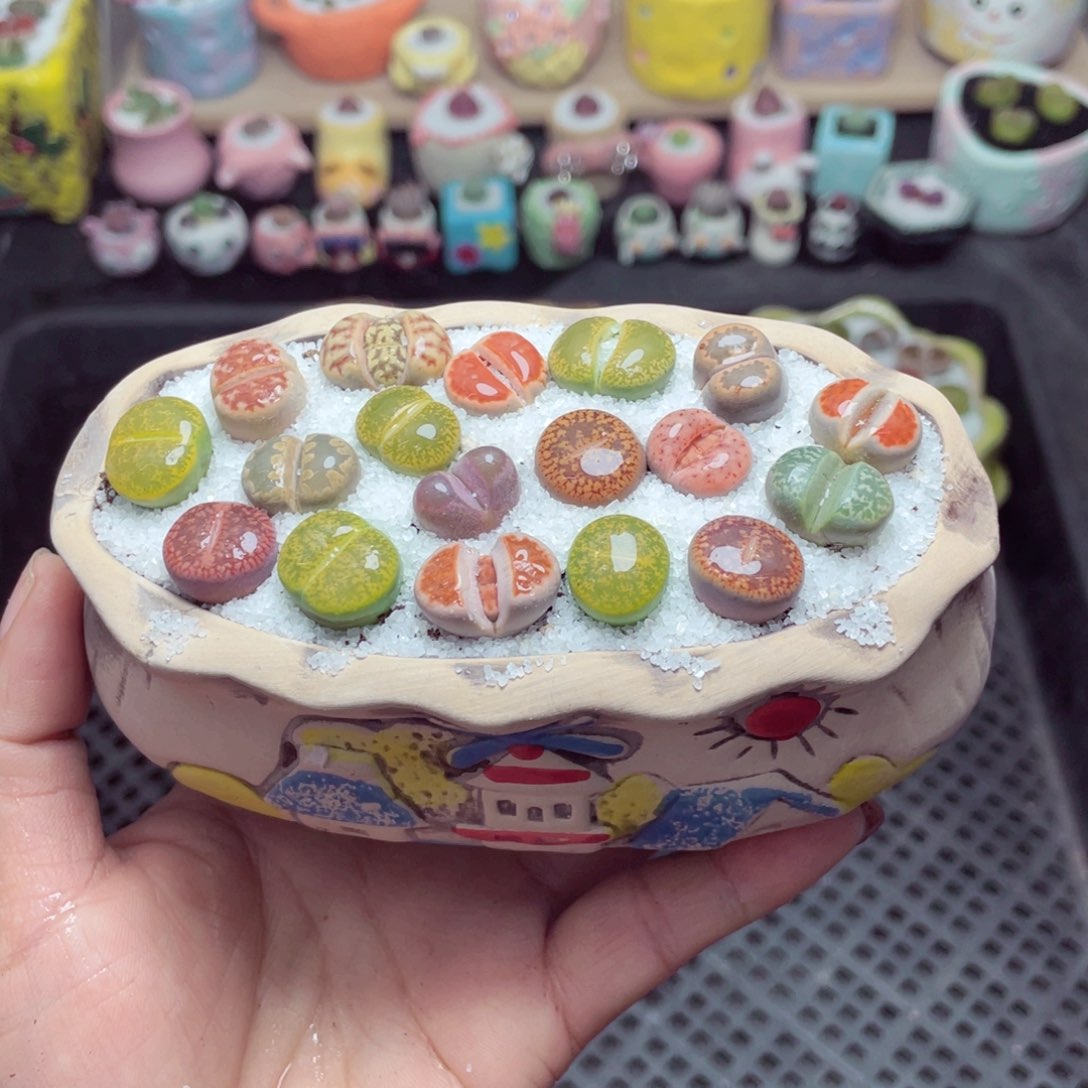 w8004 带盆土发货-零下地区拍保温箱