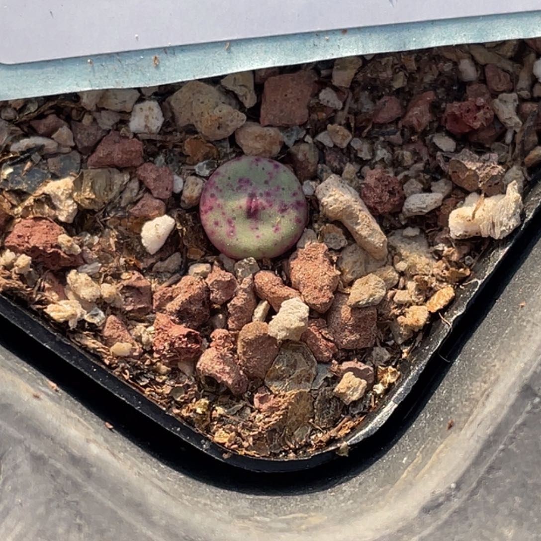 4-93嘴se多肉植物