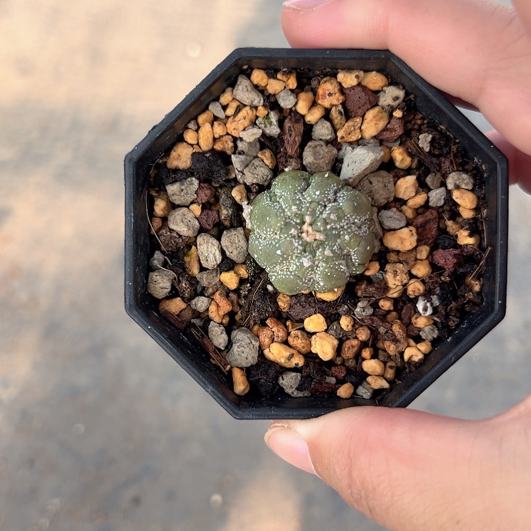 实生悟空兜微瑕特价