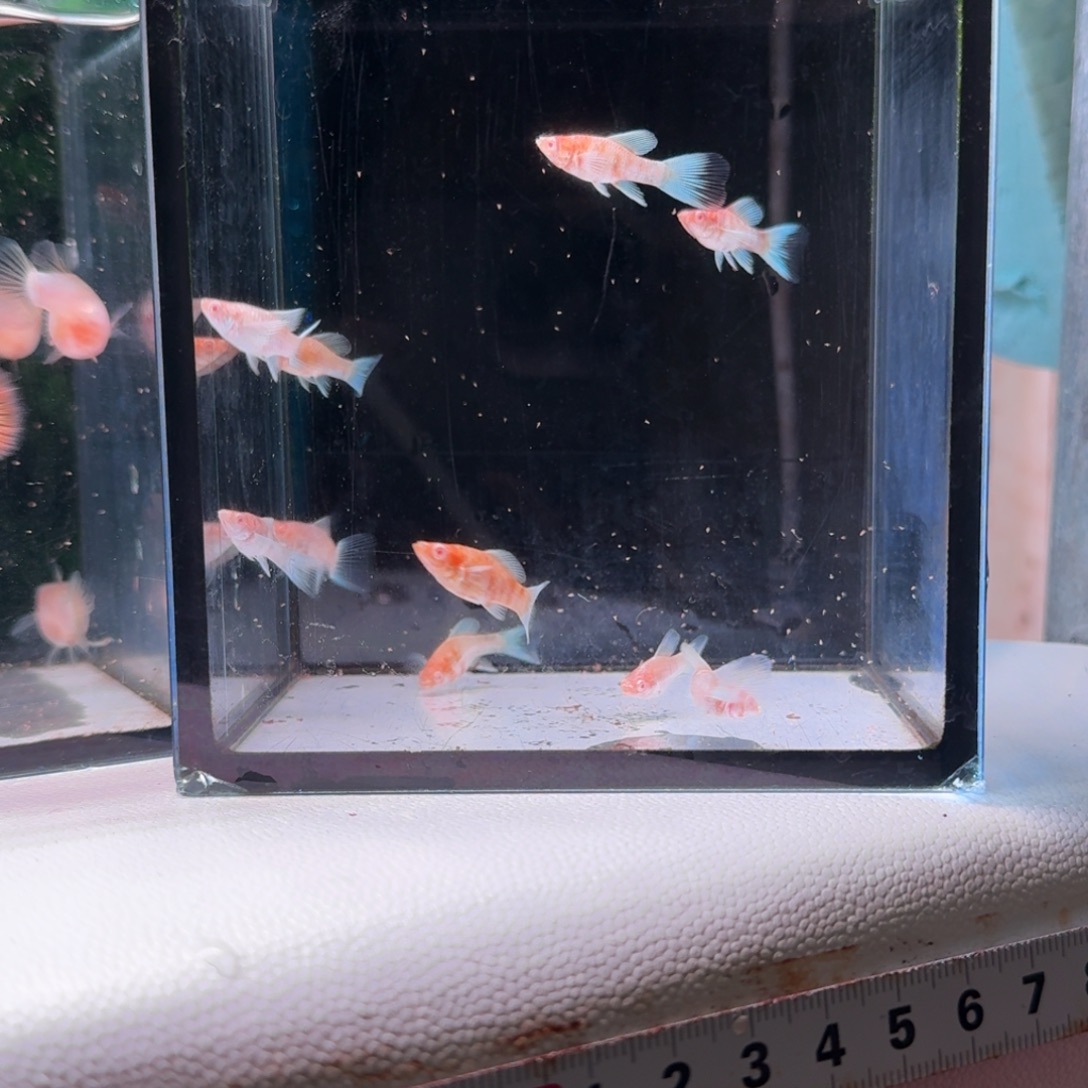 孔雀鱼745号玛丽鱼苗10+1备损