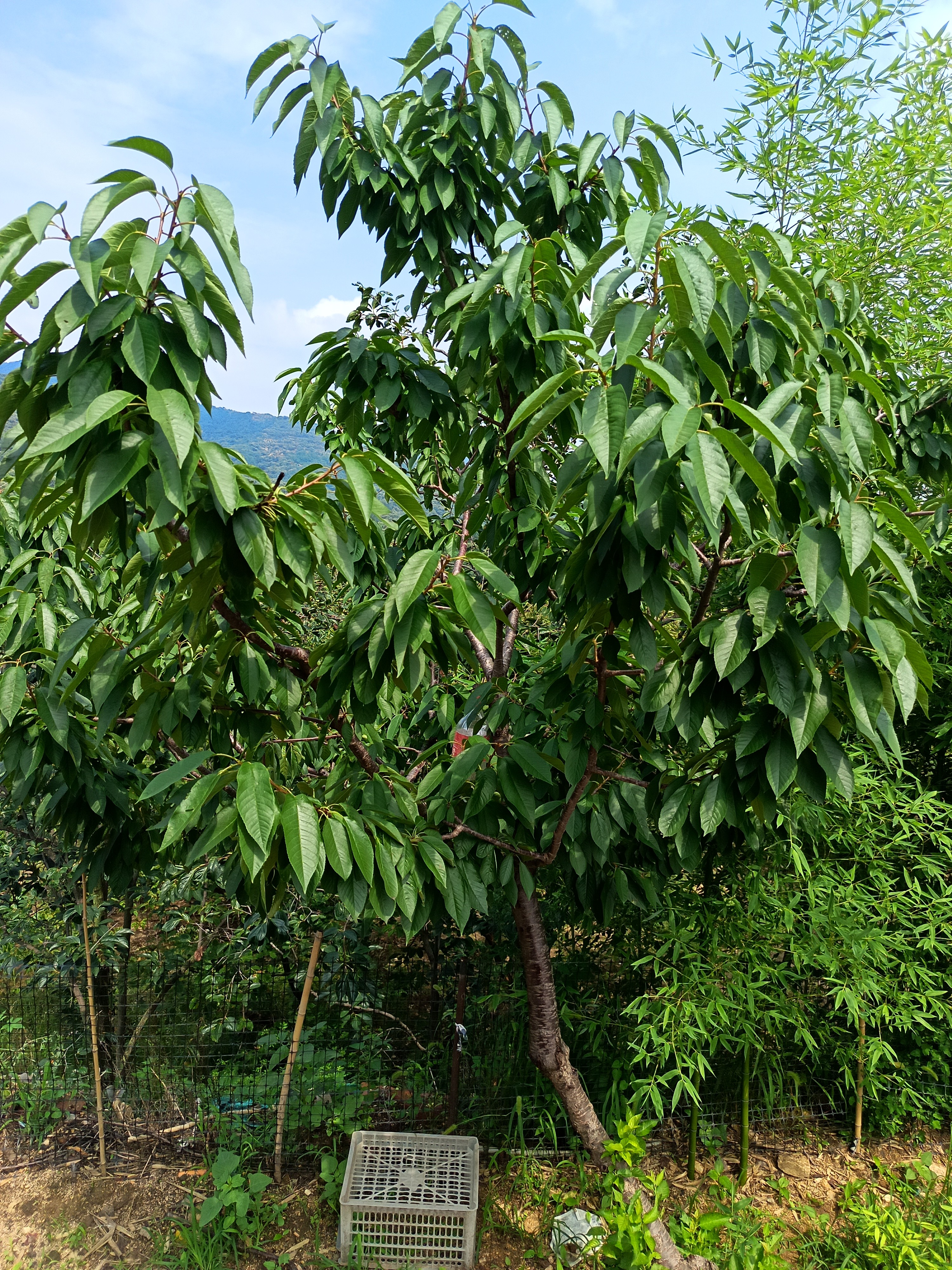 平安石摆件，（一物一拍）不包邮