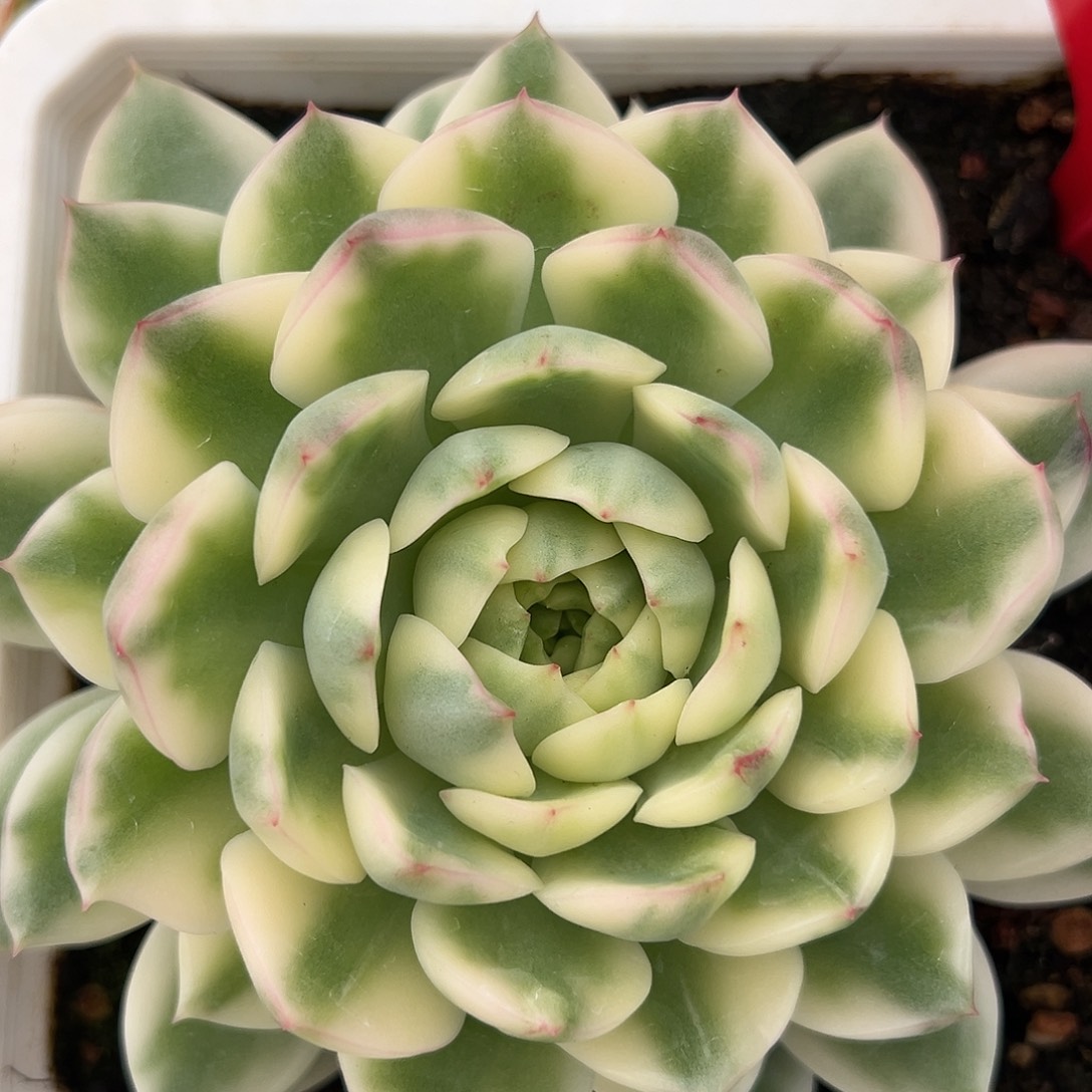 冰岛长茶锦多肉植物
