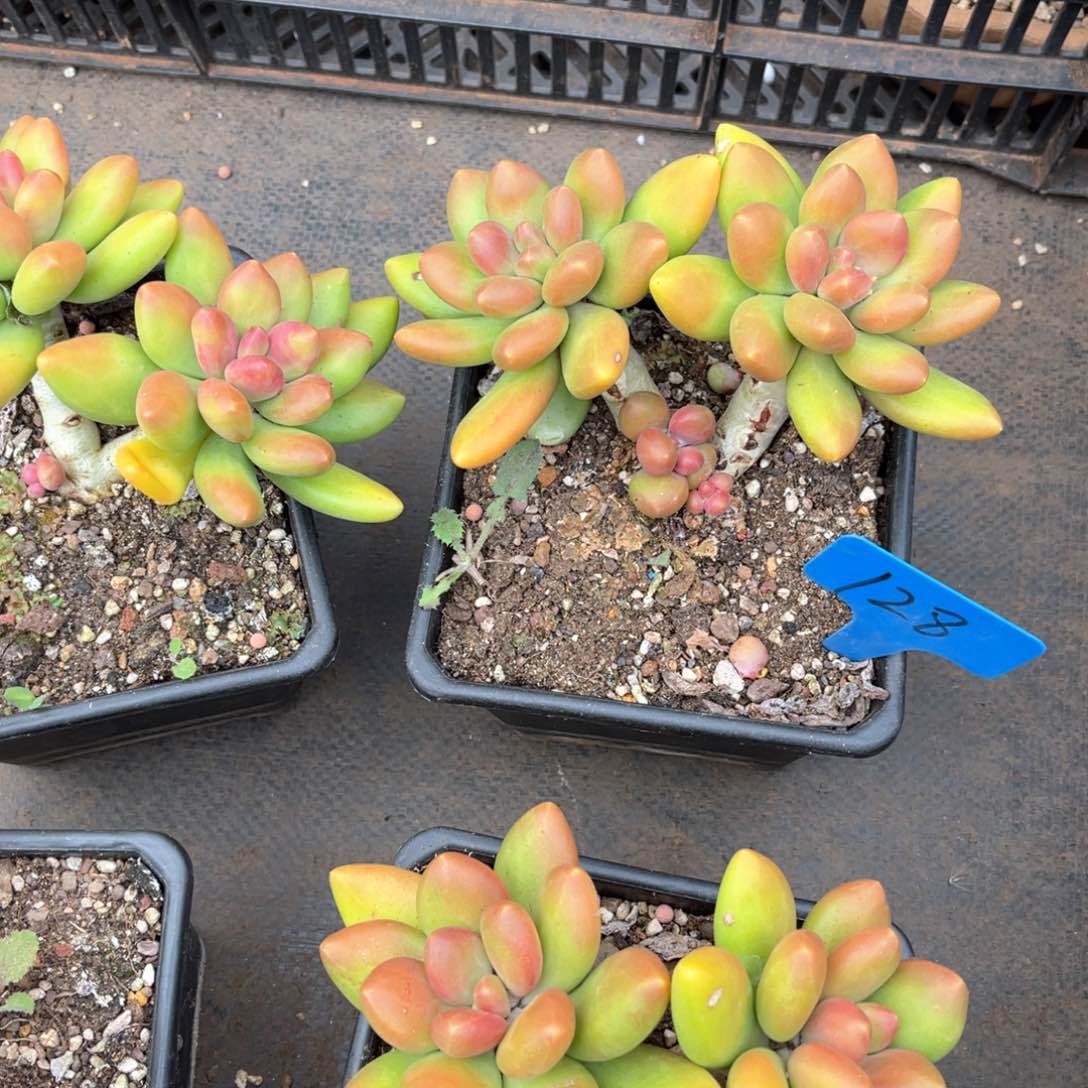 宝****定128芒果奶多肉