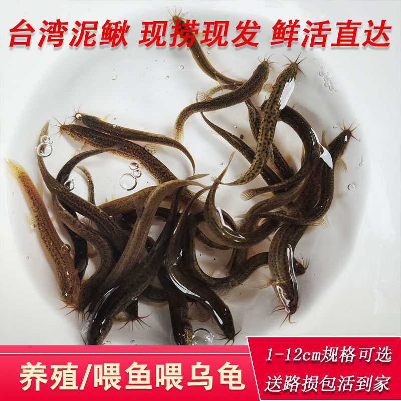 台湾泥鳅活体喂乌龟喂鱼翘嘴鲈鱼小鱼鱼苗饵料放养小朋友娱乐活鱼
