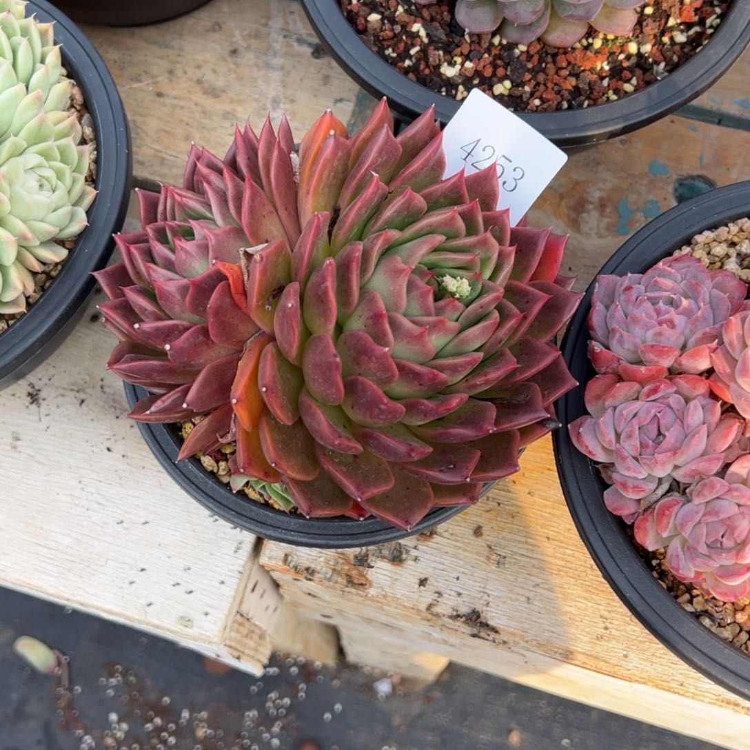 朝****发4253多肉肉多多多多