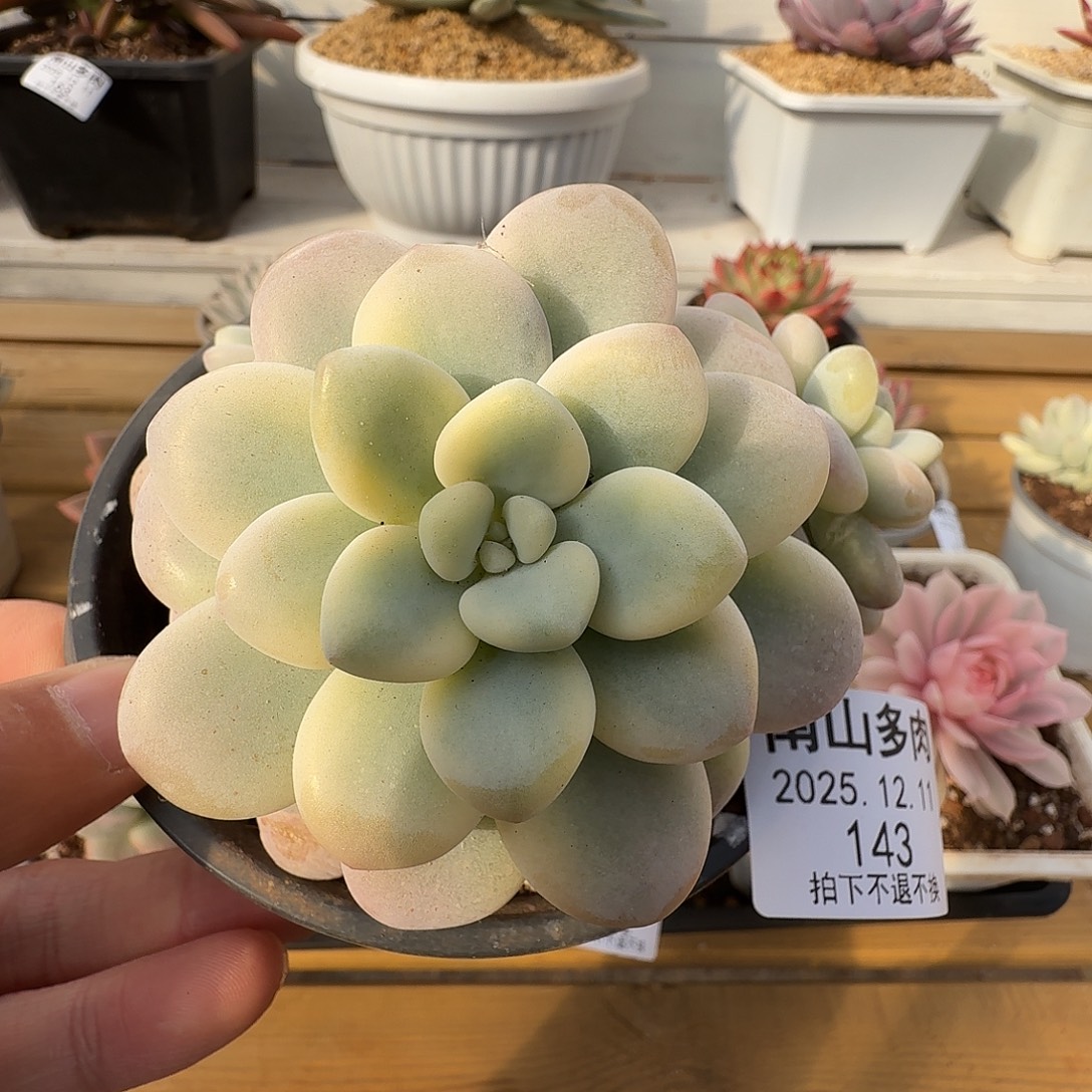 洛神锦11111211-143