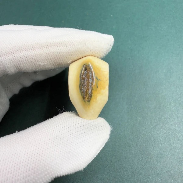 H5742天然猛犸牙鲨鱼背蓝眼三通配饰 支持鉴定 假一罚四