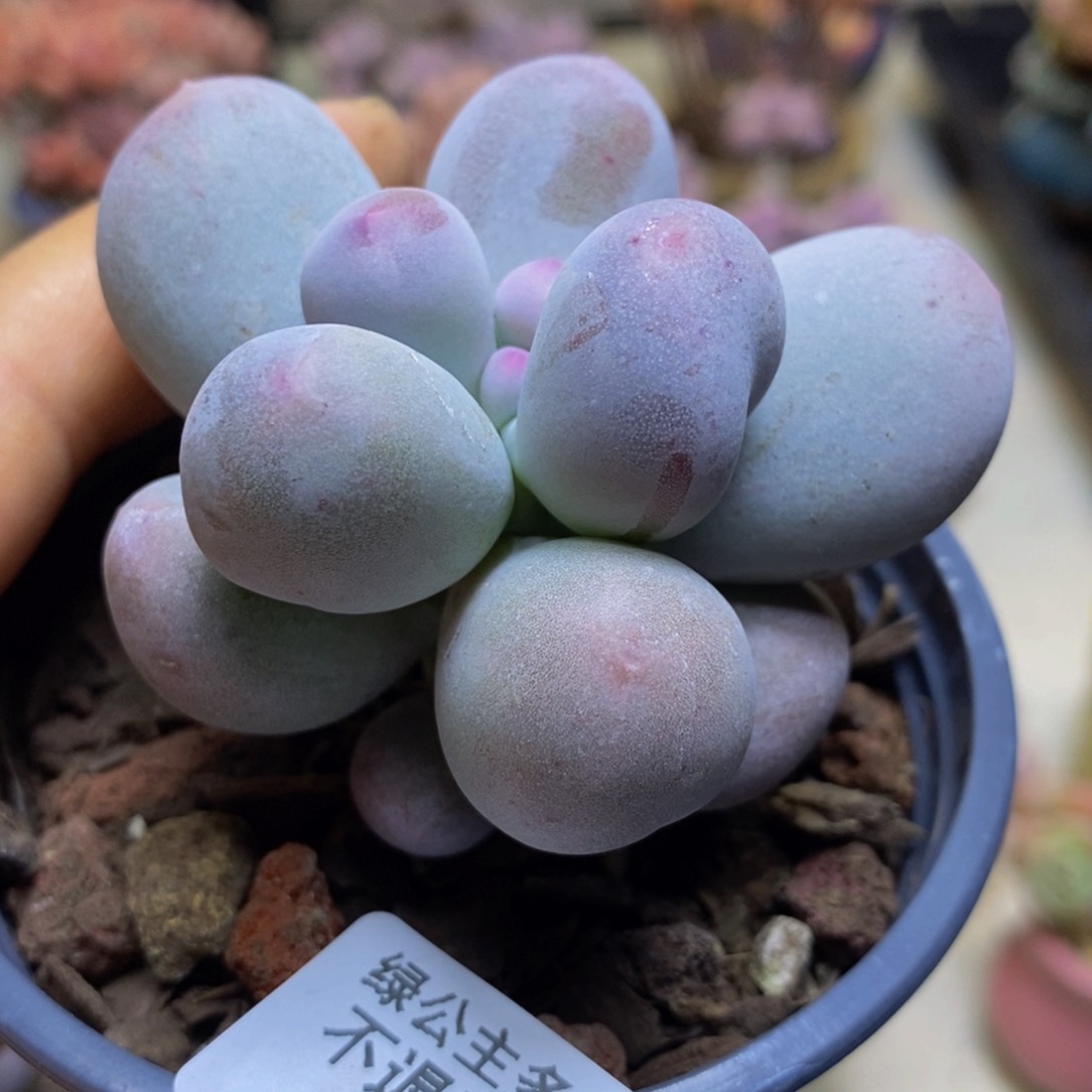 436 米可奶酪 运输会叶子掉