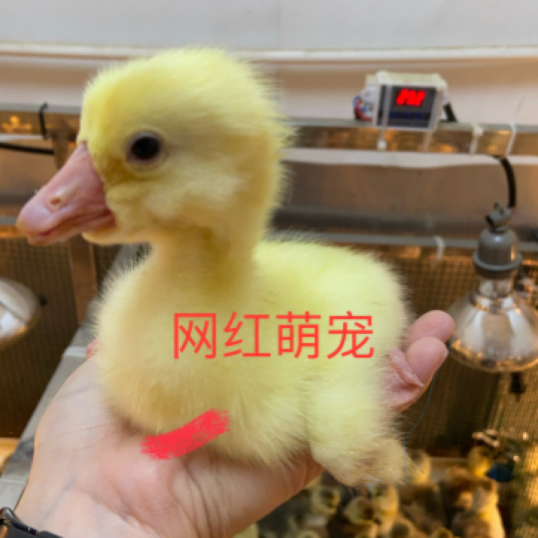 纯姐异色2/3两网红萌宠宠物鸭鹅