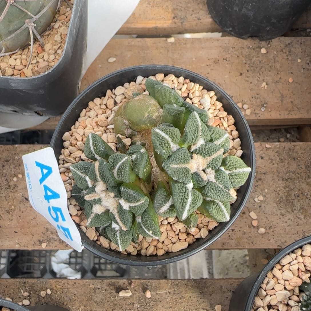 乐****牡丹 自根仙人球455