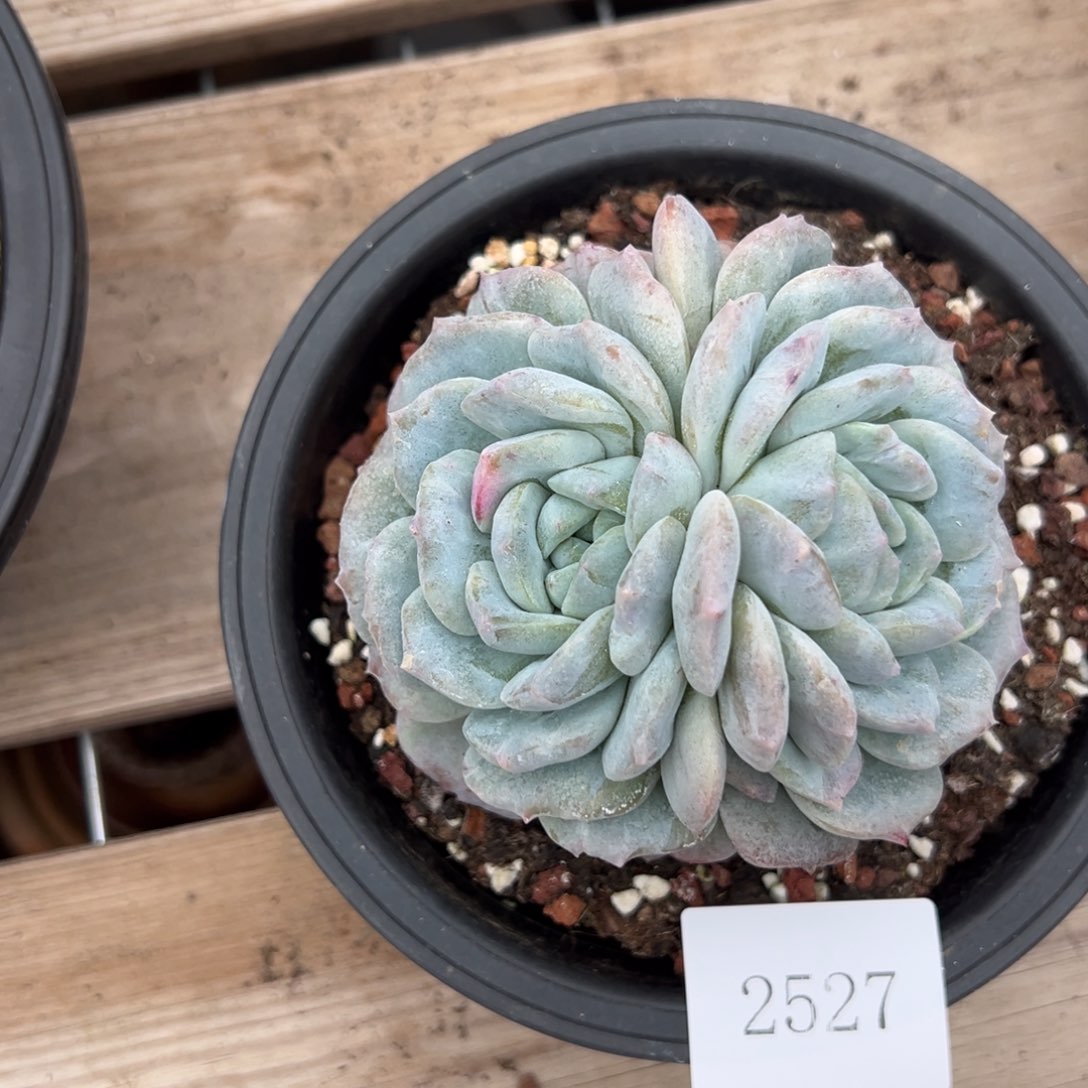 王*九2527肉肉肉肉肉肉