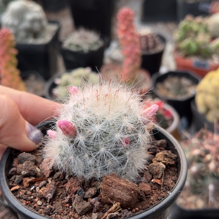 仙人球一物一拍实生