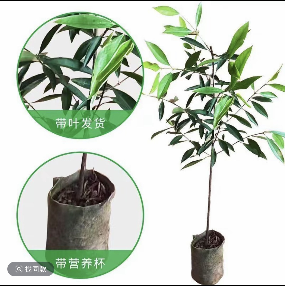 三妹推荐～绿植盆栽果树一物一拍链接