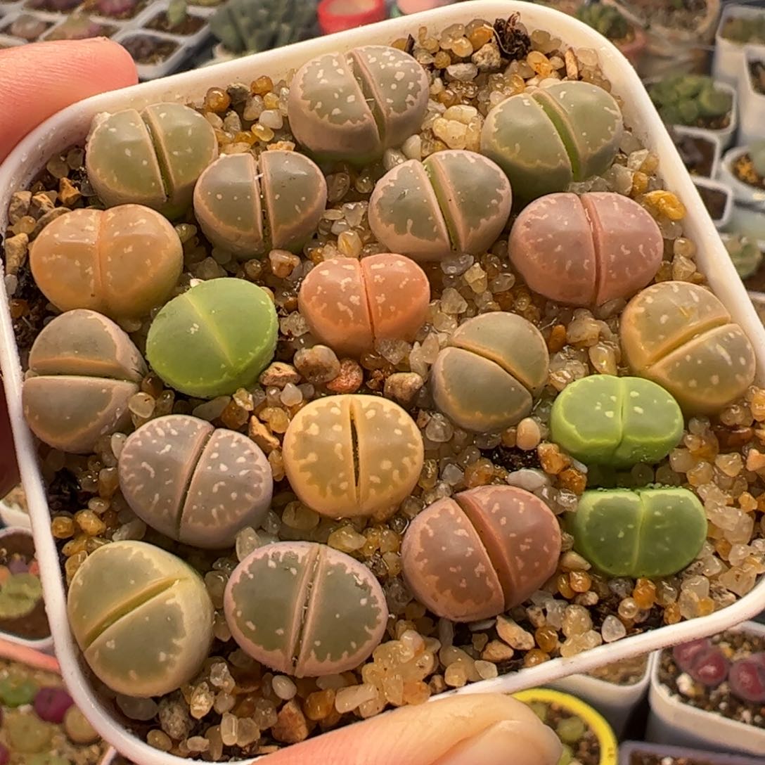 014多肉植物百科