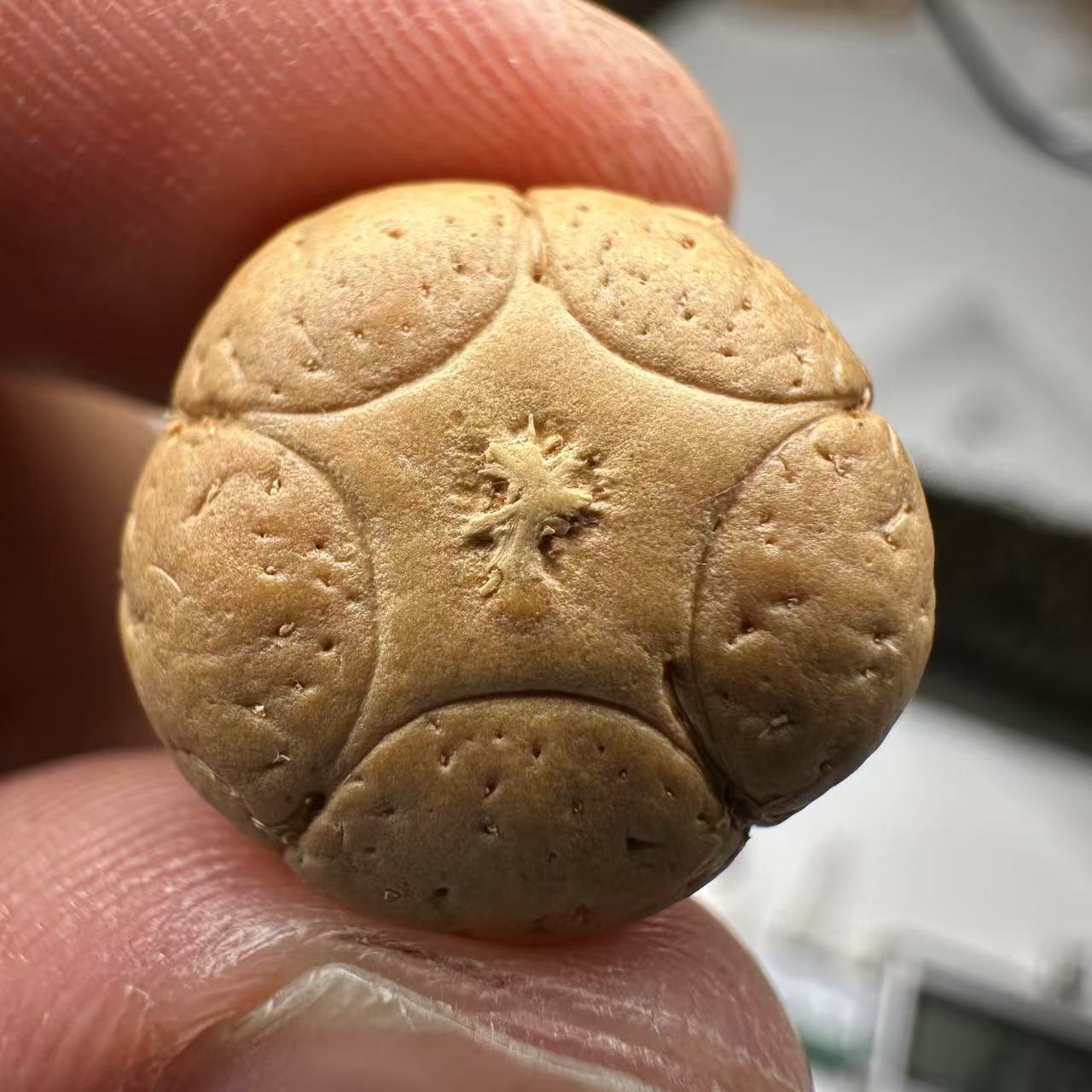 尼泊尔五星菩提，尺寸17，sss系列，货号133