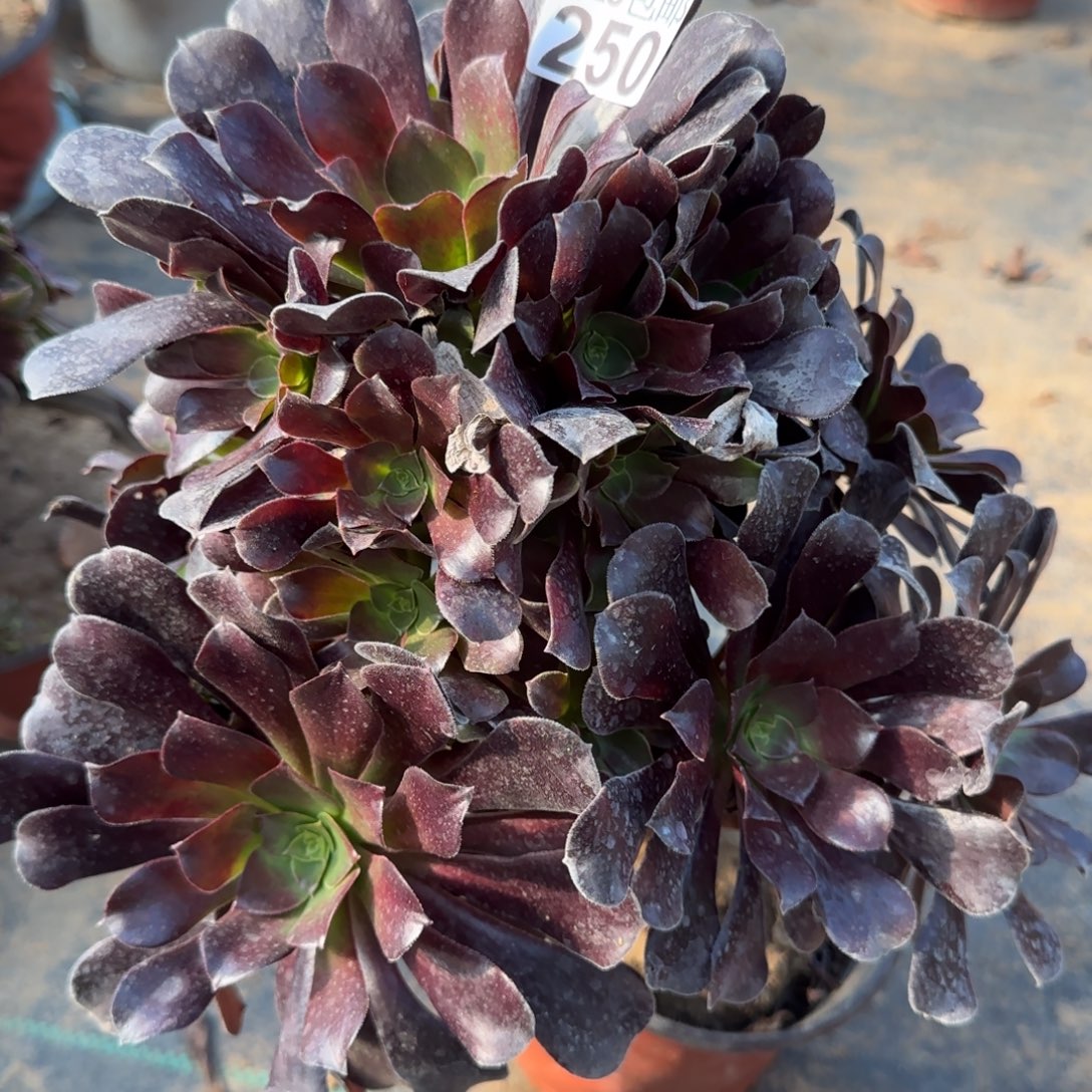 梅花博迪250满20包邮断枝不包