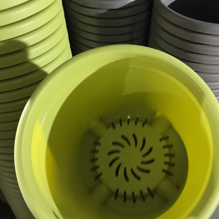 四季5号果绿无托6个特价微瑕