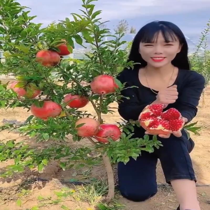 石榴树树苗突尼斯软籽石榴苗盆栽庭院果树特大带土无籽甜石榴树苗