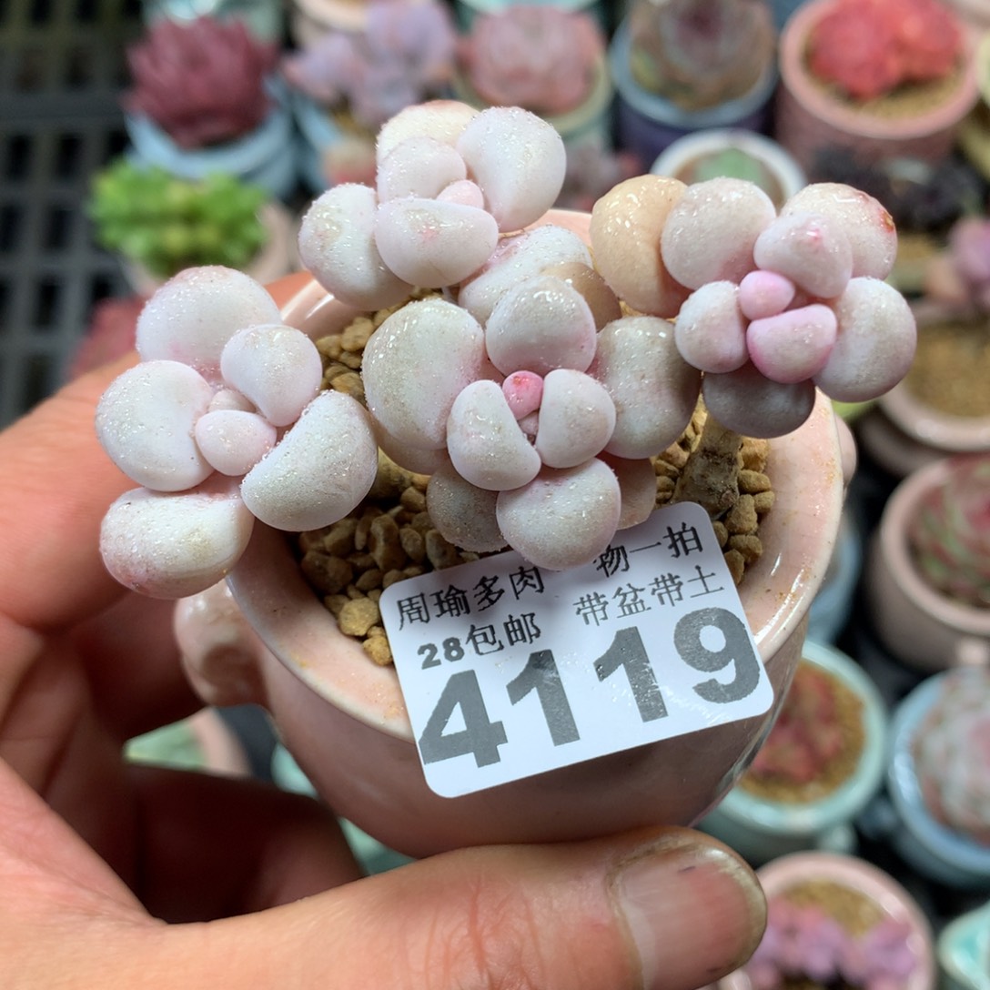 精控多肉植物4119