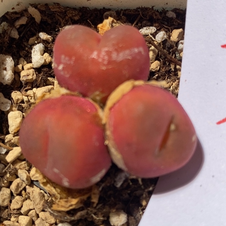 3135一颗一颗一颗