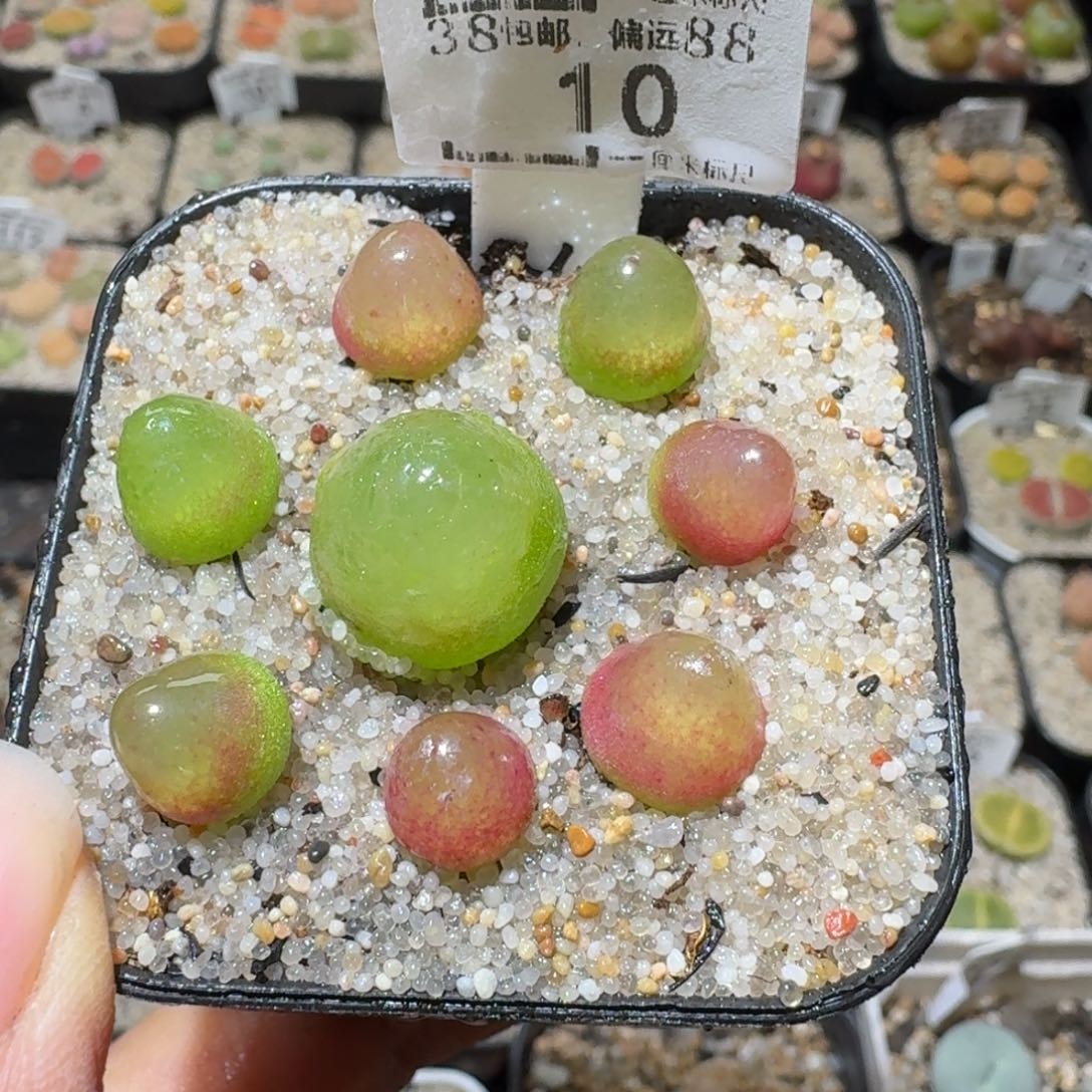 Sss精品清货款10灯泡