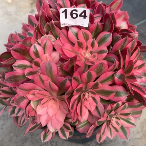 164女巫25厘米左右