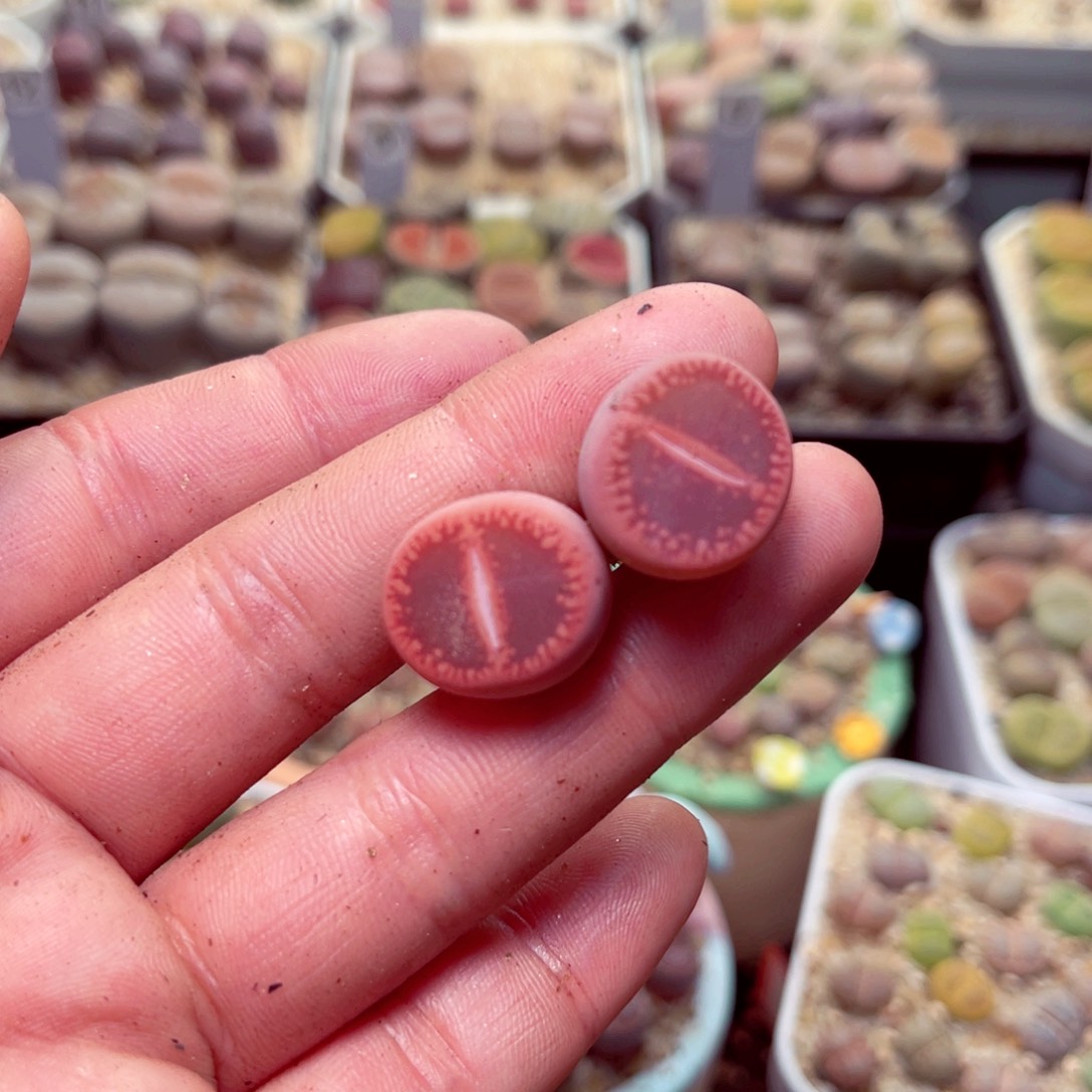 蓝***乐397号带盆盆包邮发货