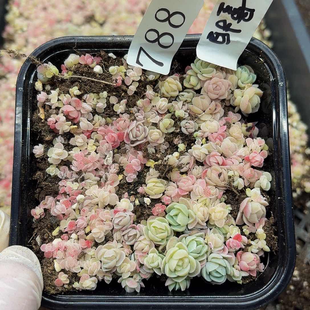 多肉植物多肉植物788量拍