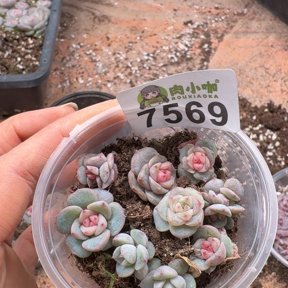 枫***站多肉植物多肉植物