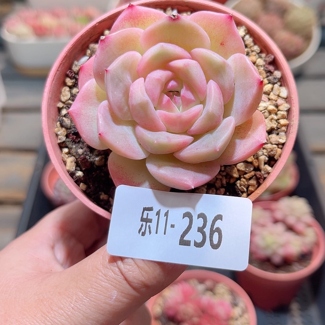 乐11-236 新品单头 