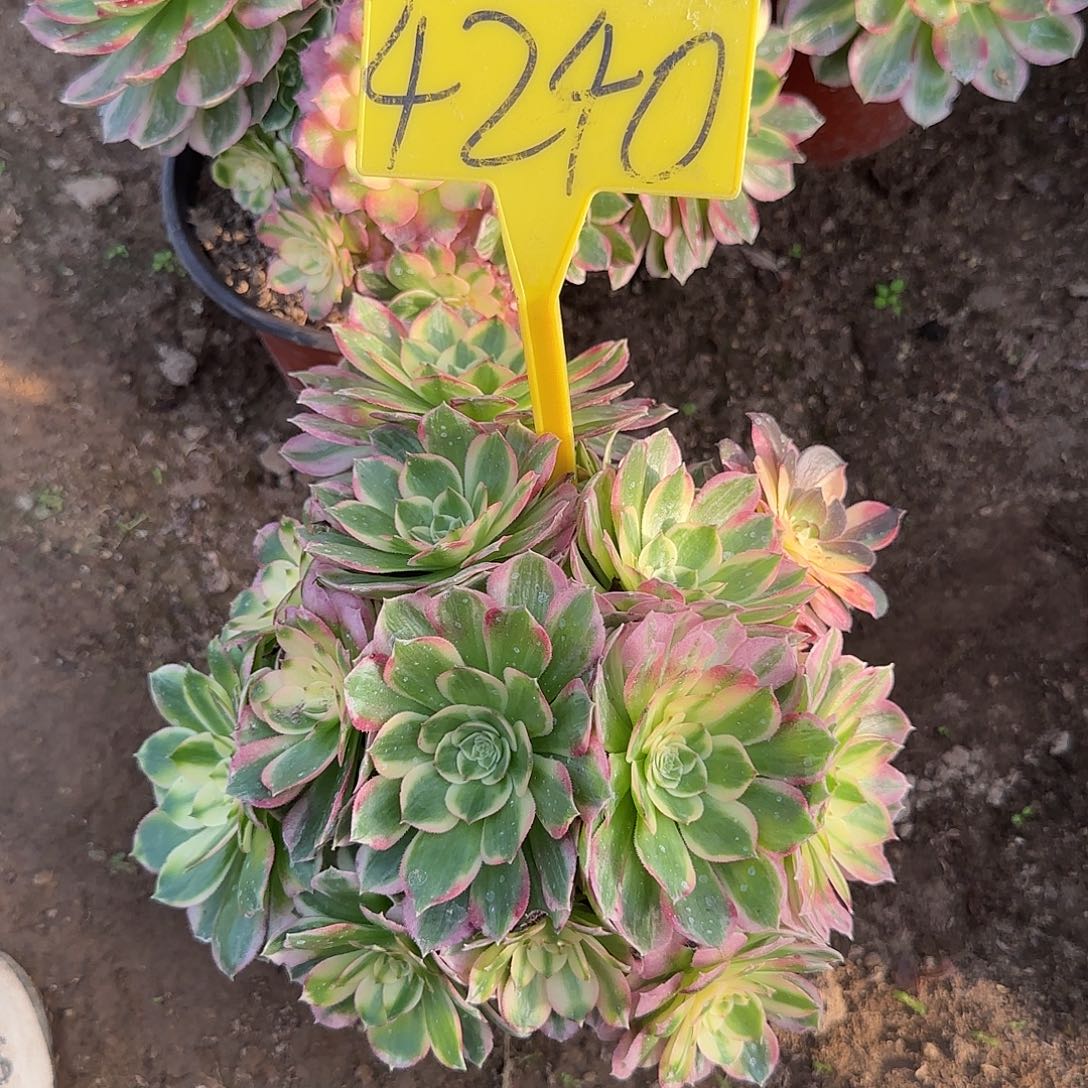 4240---海王多肉植物