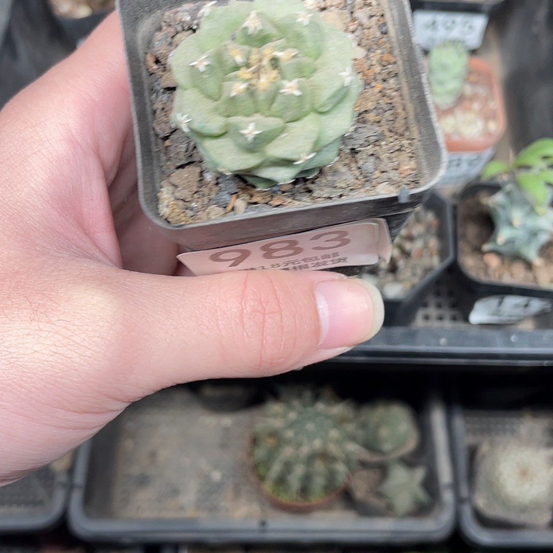 983赤花娇丽（满18包邮）