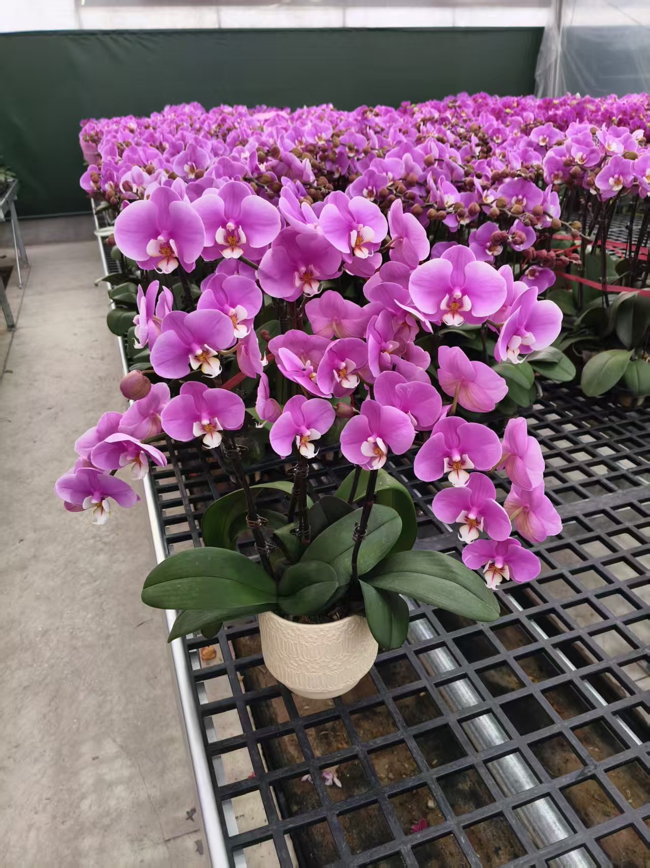 蝴蝶兰【安娜】花苗盆栽带花剑花苞客厅室内四季好养观赏花卉