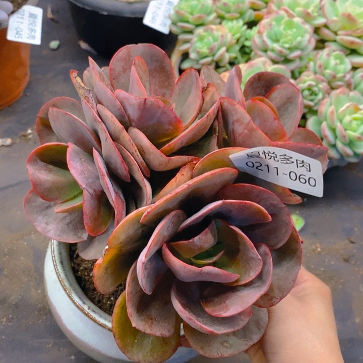 夏悦多肉0211-60初吻