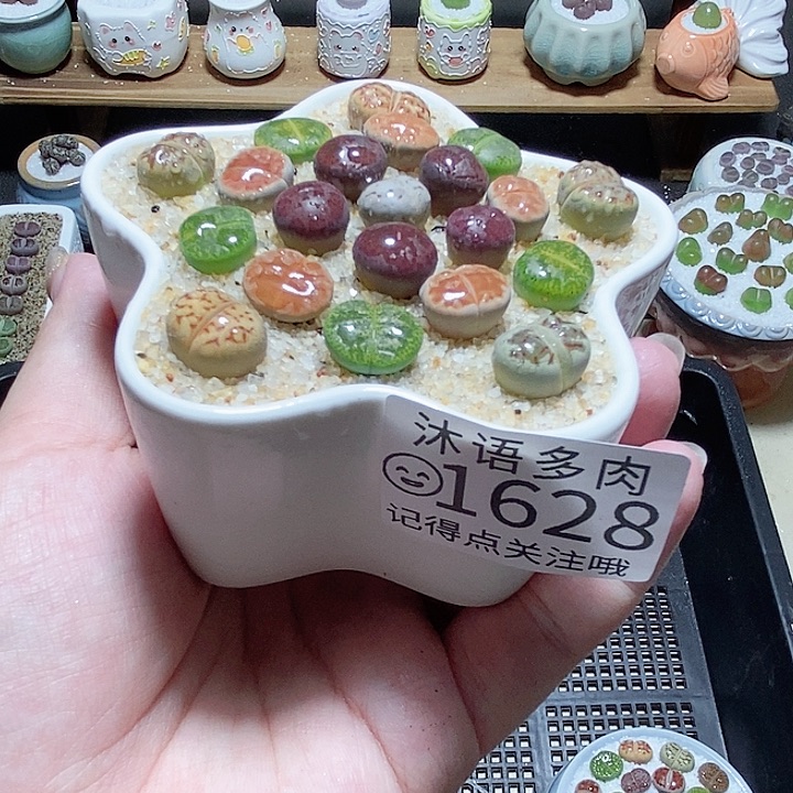 精美盆栽 一物一拍 1628