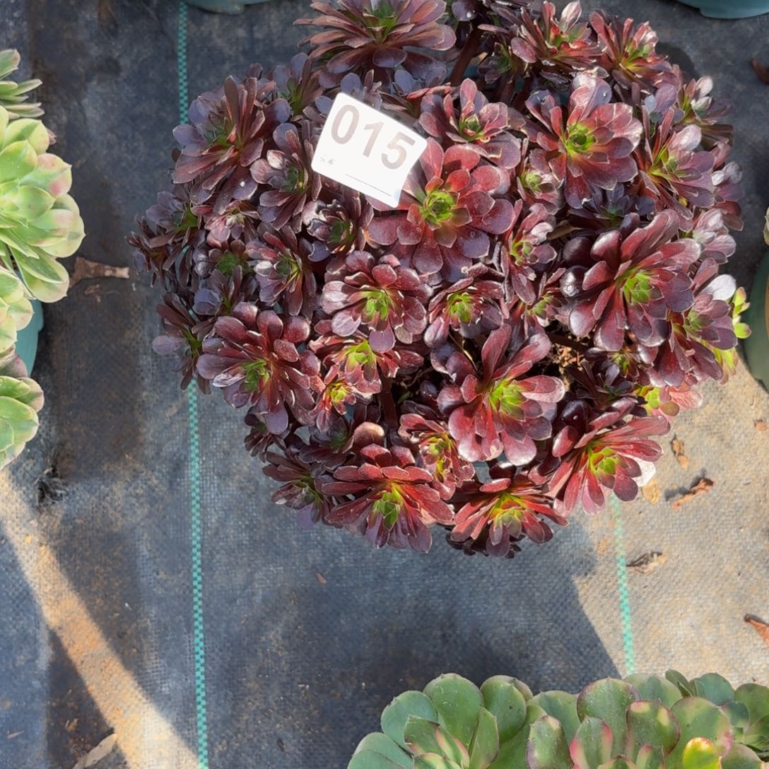 015黑珍珠福利多肉植物发货