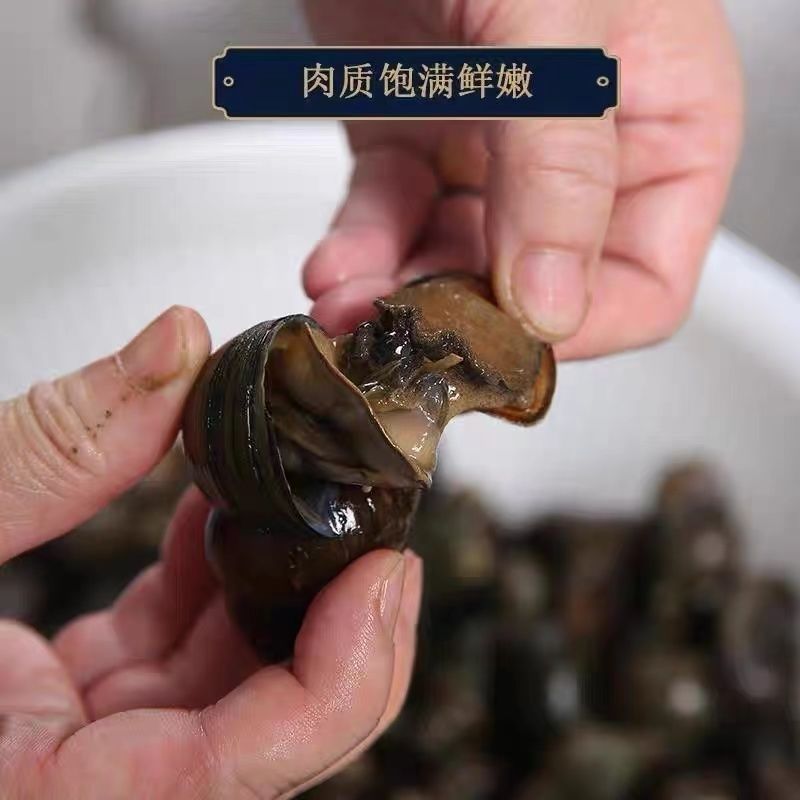 洪湖新鲜特大号田螺小田螺清水田螺发货大田螺