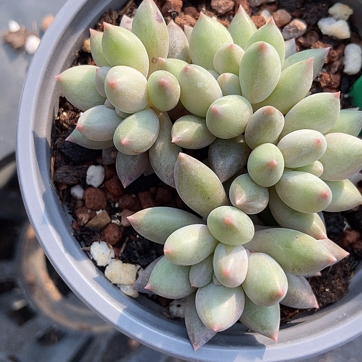 温***阳多肉植物水晶球998多肉