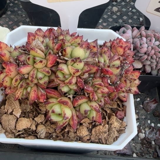 221红酒缀一物一拍多肉