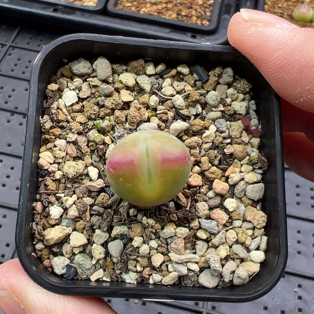 56单头将杂一棵特  