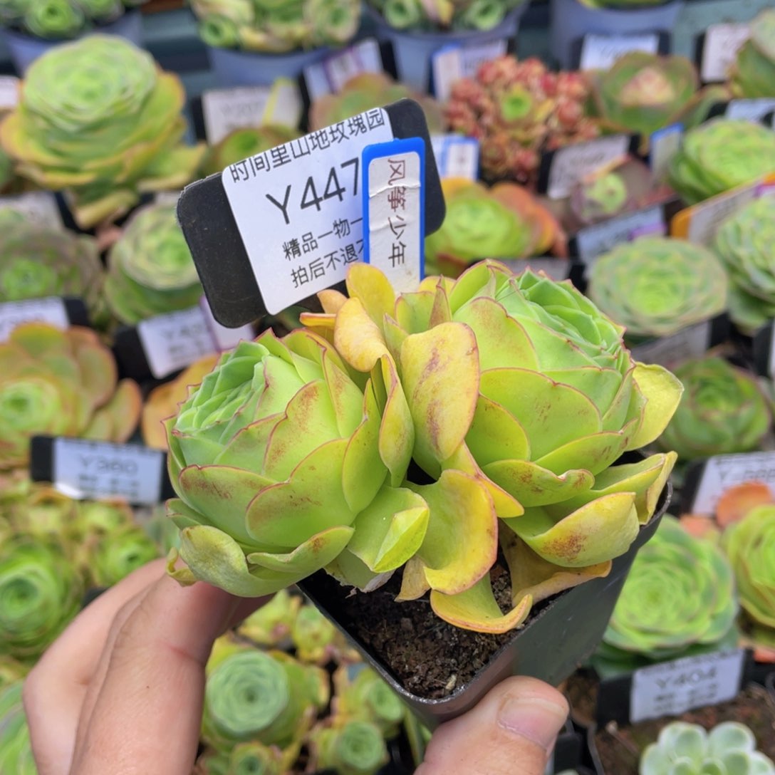 风筝少年多肉福利447一物一拍