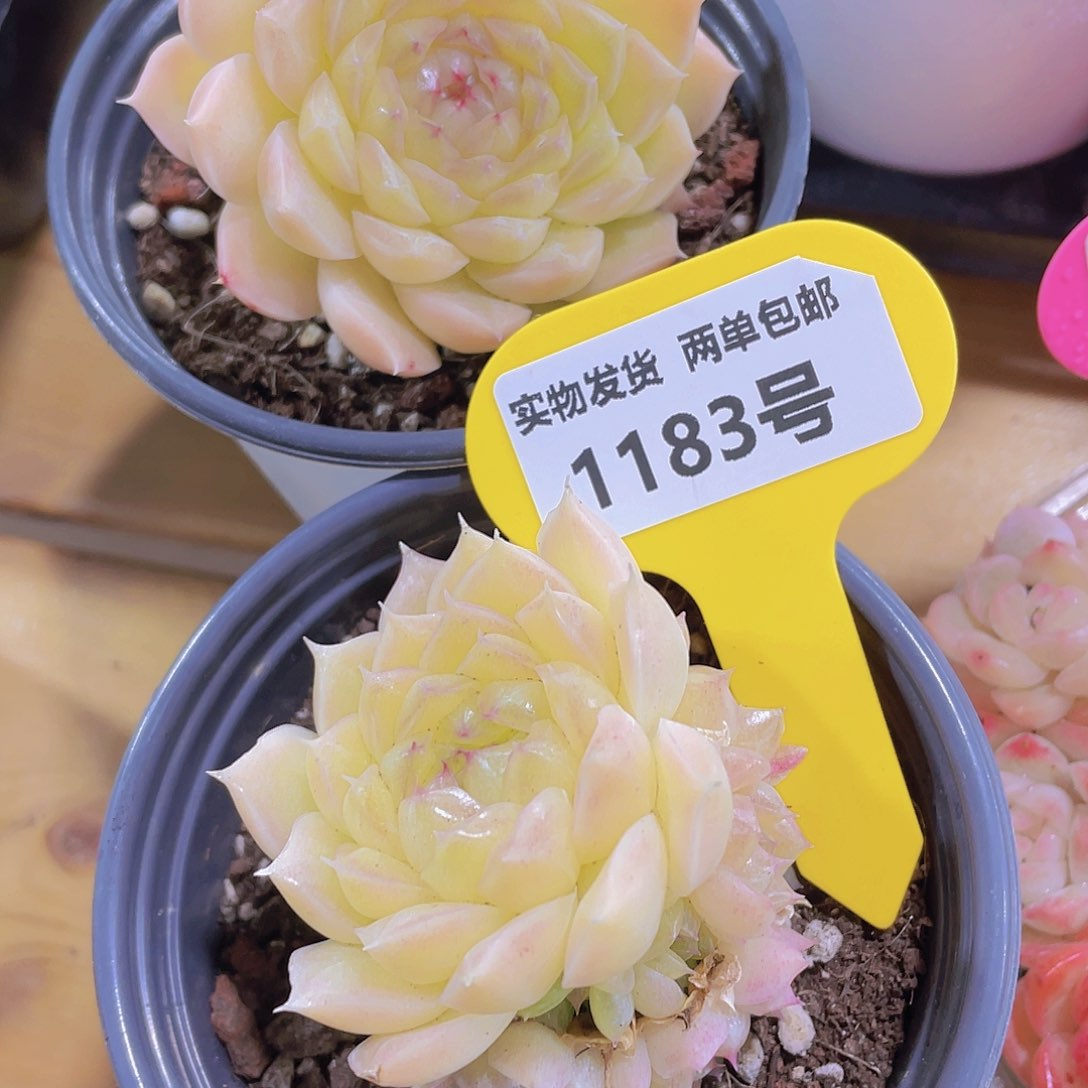 1183号 珍妮冰透麦秆多头群一颗