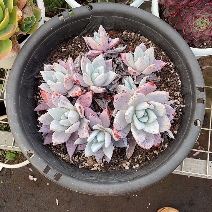 陈***及卡系大群修根不售后