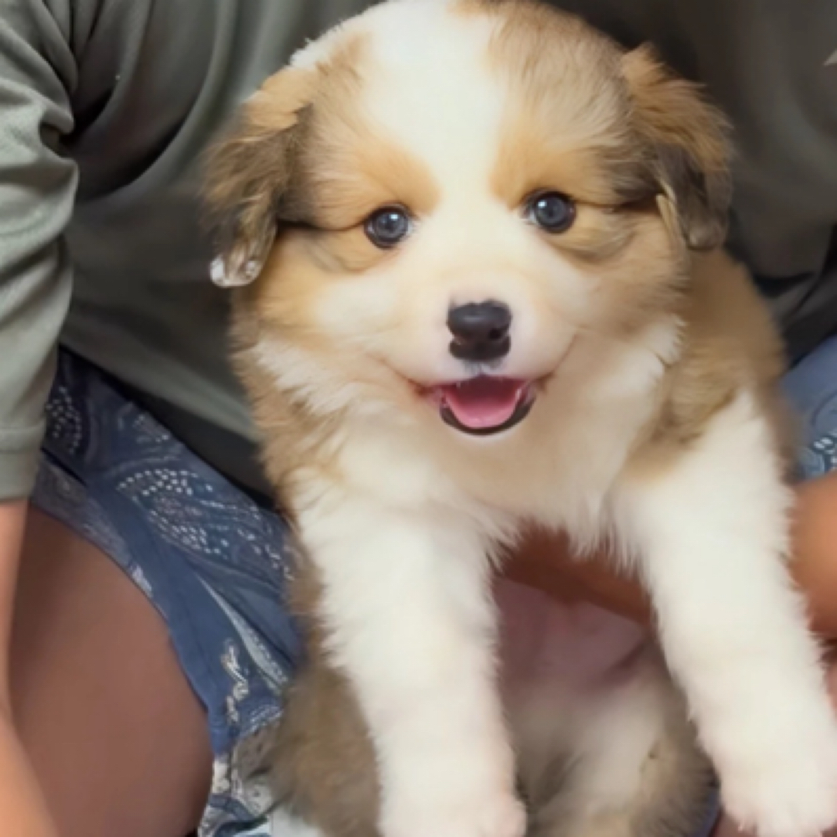 心牧缘-稀有色边牧