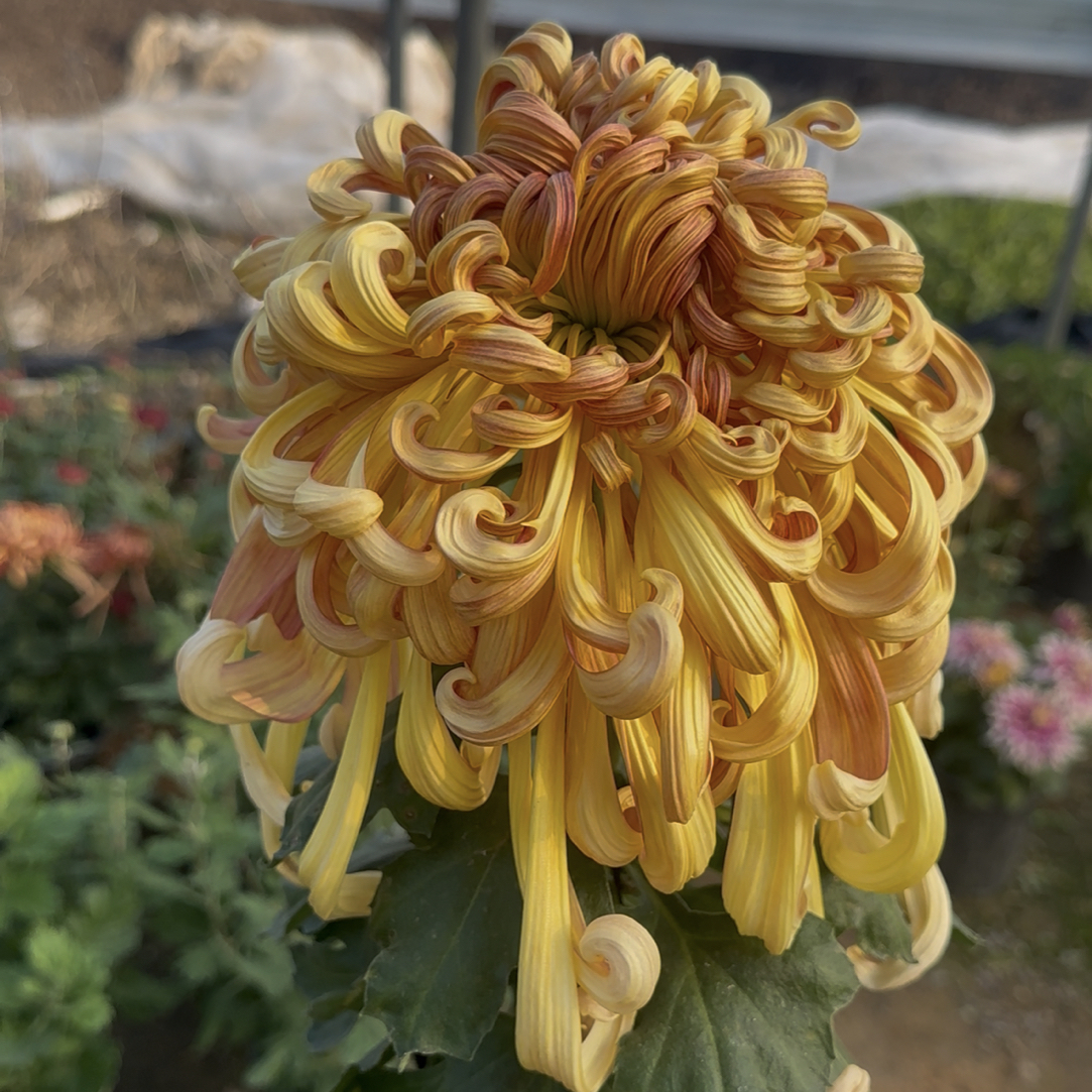 【七彩北汤】稀有大花型九月大菊花盆栽原盆原土好养活包对版室内