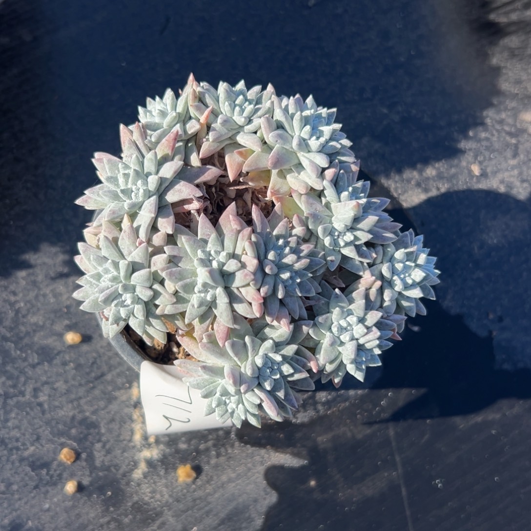 大脸白菊～一物一拍712