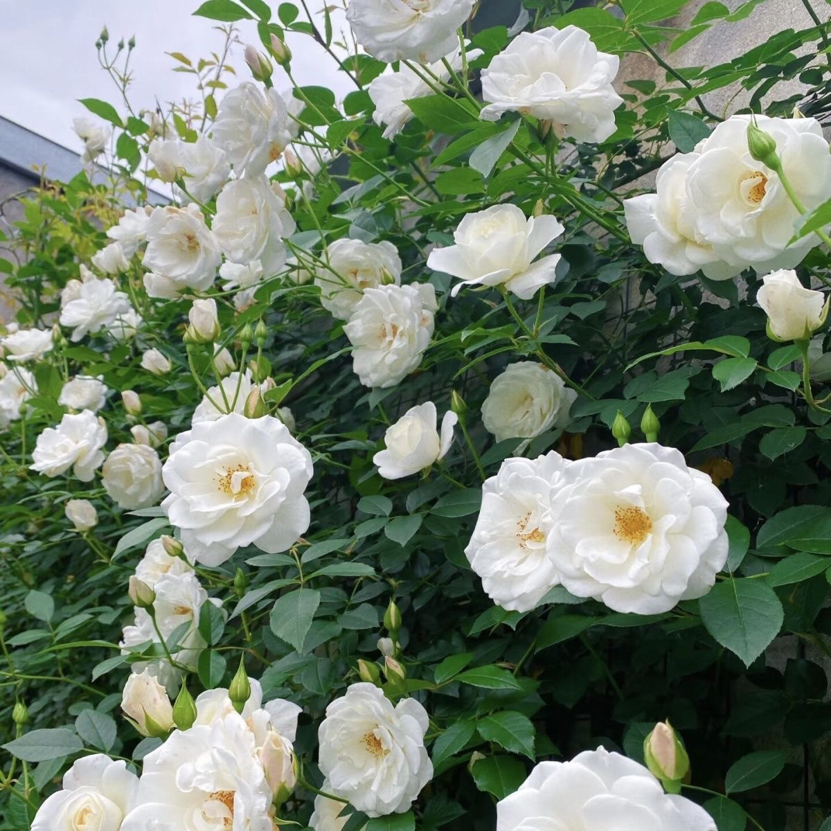 大型藤本白色月季花苗藤冰山阳台庭院四季爬藤蔷薇玫瑰大苗长势快