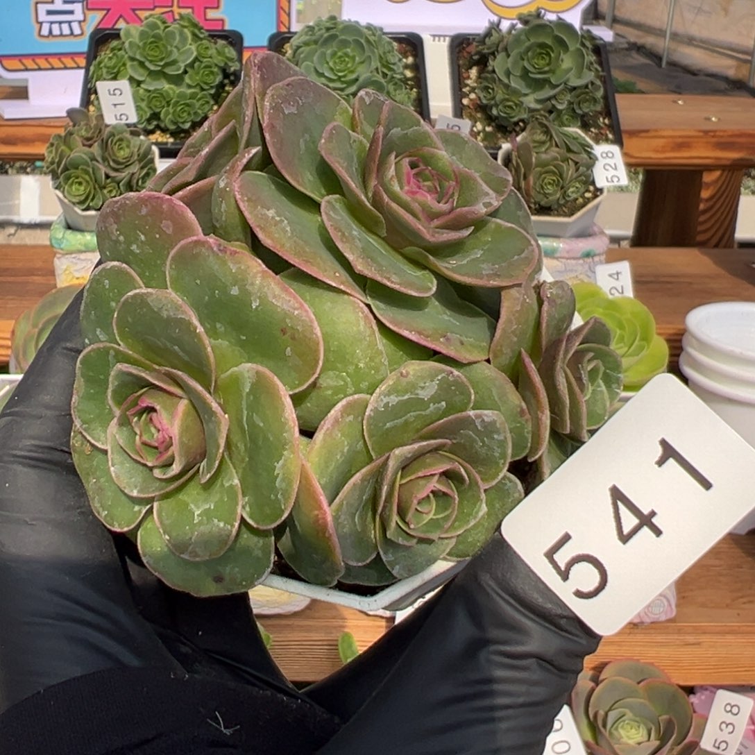 指***彩541溏心泽兰优选6.5厘米